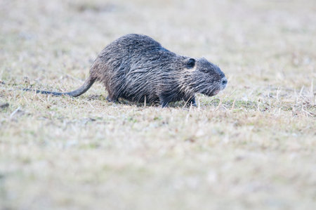 Coypu (Myocastor coypus), Italy.の写真素材