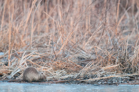 Coypu (Myocastor coypus), Italy.の写真素材
