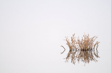 Grass Water Reflection in a pond, Italy.の写真素材