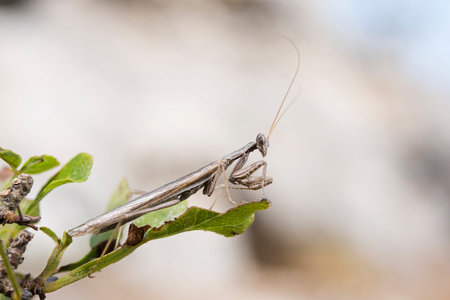 Mediterranean ground mantis (Ameles decolor), Liguria, Italy.