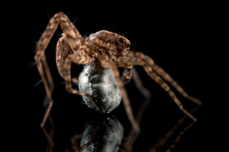 Wolf spider (Pardosa sp.) With cocoon on black background, Italy.