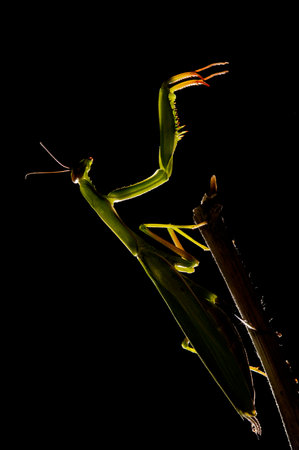 European common mantis (Mantis religiosa), Italy.の写真素材
