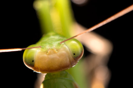 European common mantis (Mantis religiosa), Italy.の写真素材