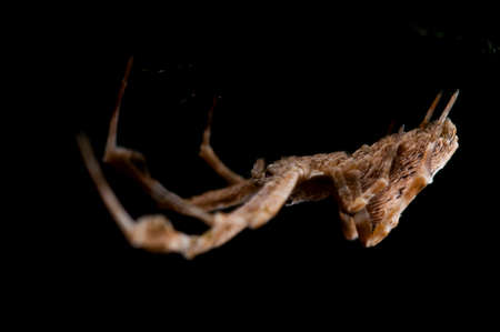 Feather-legged lace weaver (Uloborus plumipes) on black background, Italy.の写真素材