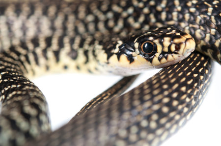 Western whip snake (Hierophis viridiflavus) on white background, Italy.