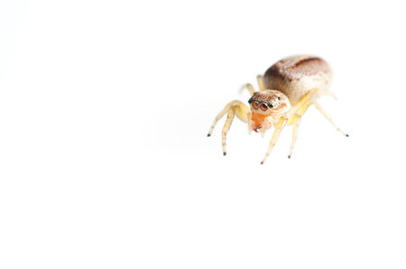 Jumping spider (Icius subinermis) female on white background, Italy.の写真素材
