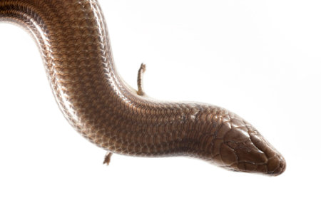 Italian three-toed skink (Chalcides chalcides) on white background, Italy.