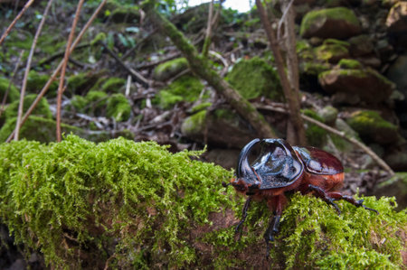 European rhinoceros beetle (Oryctes nasicornis), Ligurian Apennines, Italy.