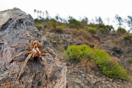 Wolf spider (Hogna radiata) in its habitat at Cinque Terre National Park, Italy.の写真素材