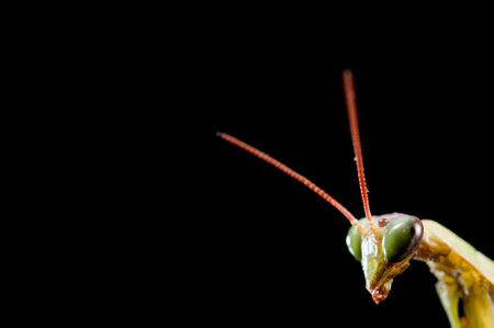 European common mantis (Mantis religiosa), Italy.の写真素材