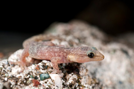 European leaf-toed gecko (Euleptes europaea), Italy.の写真素材