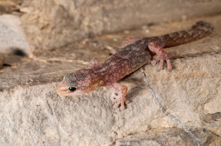 European leaf-toed gecko (Euleptes europaea), Italy.の写真素材