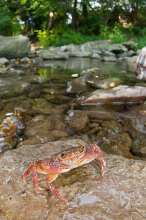 Freshwater crab (Potamon fluviatile) in its habitat, Tuscany, Italy.の写真素材