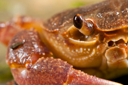 Freshwater crab (Potamon fluviatile) portrait, Tuscany, Italy.の写真素材