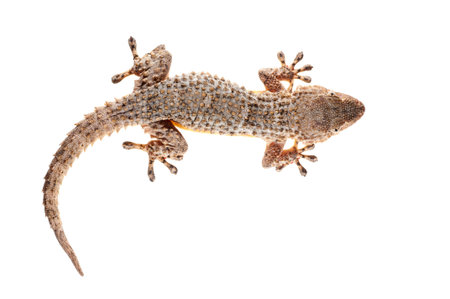 Common wall gecko (Tarentola mauritanica) on white background, Italy.