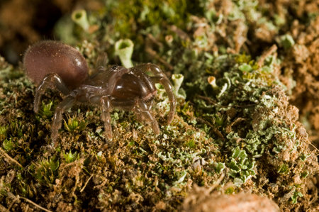 Purse web spider (Atypus affinis)の写真素材