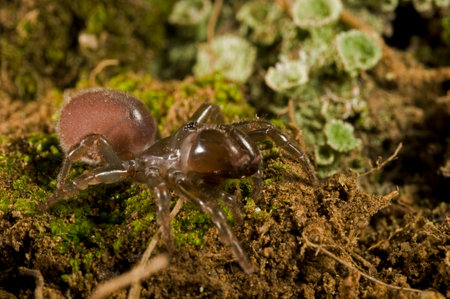 Purse web spider (Atypus affinis)の写真素材