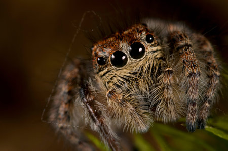 Jumping spider (Philaeus chrysops) female, Italian alps.