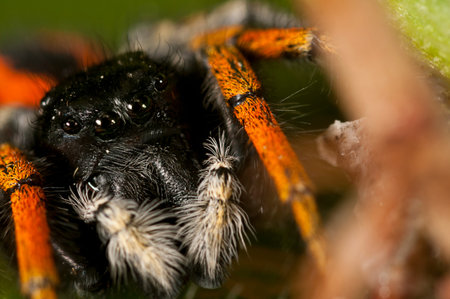 Jumping spider (Philaeus chrysops) male, Italy.