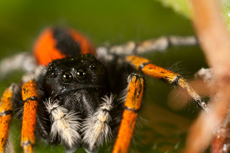 Jumping spider (Philaeus chrysops) male, Italy.