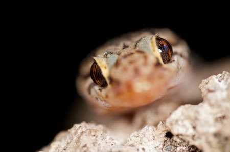 Mediterranean house gecko (Hemidactylus turcicus), Italy.