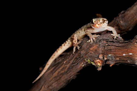 Mediterranean house gecko (Hemidactylus turcicus), Italy.の写真素材
