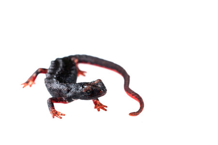 Northern spectacled salamander (Salamandrina perspicillata) on white background, Italy.