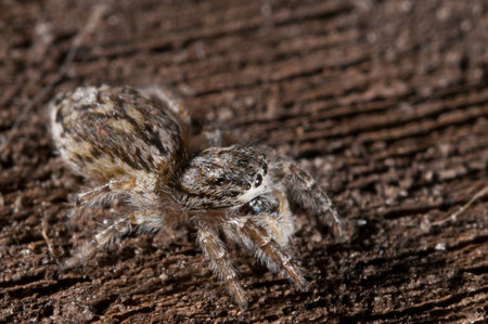 A jumping spider (Pseudicius encarpatus) female.