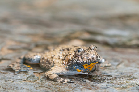 Apennine yellow-bellied toad (Bombina pachypus), Italy.の写真素材