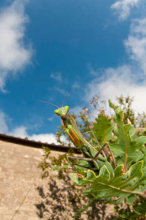 European common mantis (Mantis religiosa) in its habitat, Tuscany, Italy.の写真素材