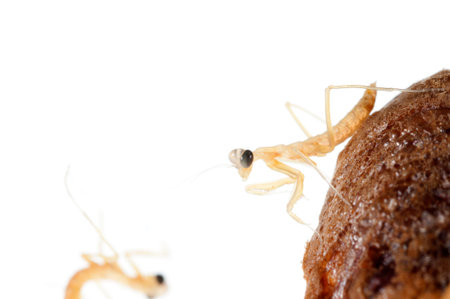European common mantis (Mantis religiosa) birth, Italy.