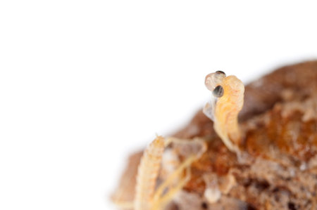 European common mantis (Mantis religiosa) birth, Italy.