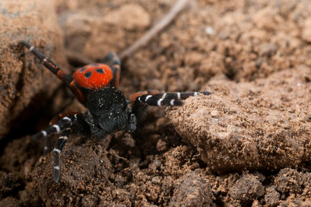 Ladybird spider (Eresus sp.) Male, Italy.の写真素材