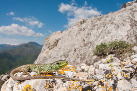 Ocellated lizard (Timon lepidus) juvenile, Italy.の写真素材