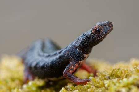Northern spectacled salamander (Salamandrina perspicillata), Italy.