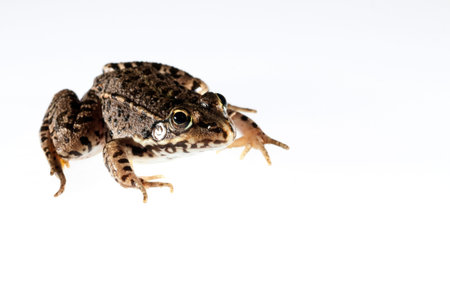 Pelophylax sp. on white background, Italy.