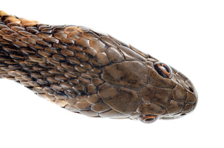 Viperine water snake (Natrix maura), Italy.