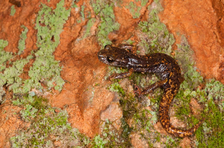 Strinati's cave salamander (Speleomantes strinatii) in a cave on the Apennine mountains, Italy.の写真素材