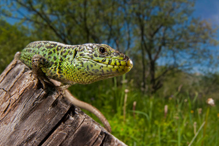 Sand lizard (Lacerta agilis) male, Maritime Alps, Italy.の写真素材