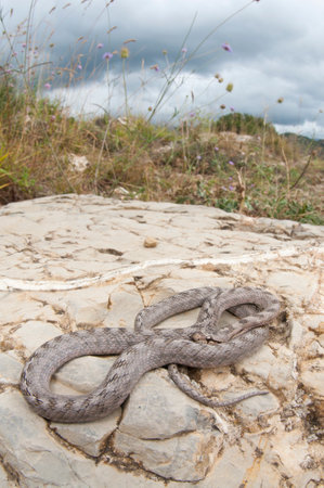 Southern smooth snake (Coronella girondica) in its habitat, Liguria, Italy.の写真素材