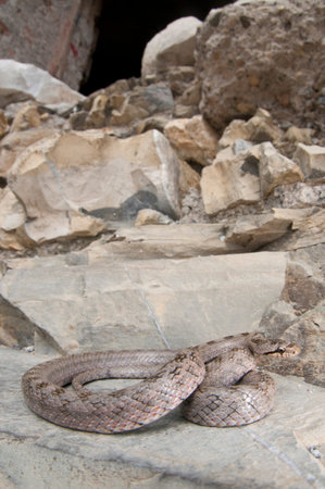 Southern smooth snake (Coronella girondica) in its habitat, Liguria, Italy.