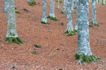 Beech forest (Fagus sylvatica) in autumn at Monte Amiata, Tuscany, Italy.の写真素材
