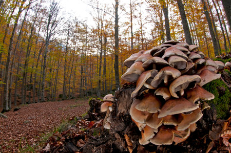 Mushrooms in the forestの写真素材