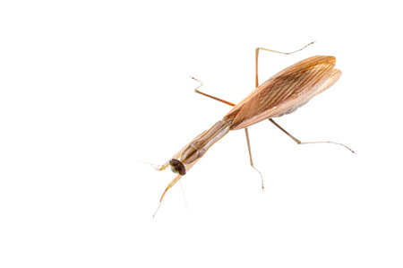 European common mantis (Mantis religiosa) on white background, Italy.