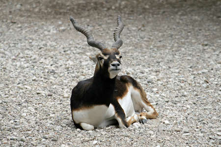 antelope lying down resting on a stone fence in the ground の写真素材