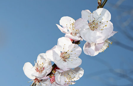 branch with many of cherry blossoms in spring 