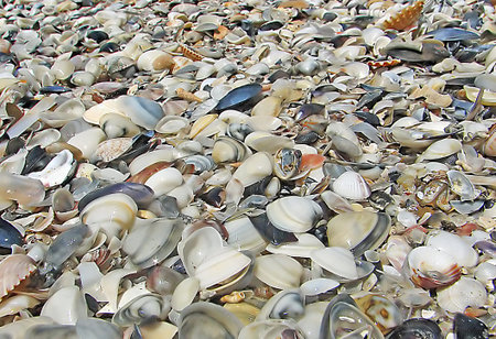multitude of shells on the seashore