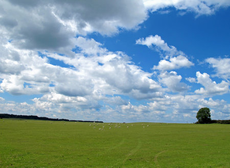 blue sky of Ireland with forests and green meadows and a tree on the Hillの写真素材