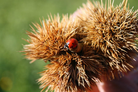 Ladybug red with black dots above a hedgehog of a chestnut brown