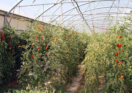 red cherry tomatoes in a greenhouse in Italyのeditorial素材